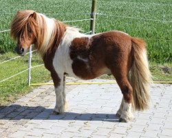 Deckhengst ML's Apache (Shetland Pony (unter 87 cm), 1990, von Allright van Spuitjesdom)