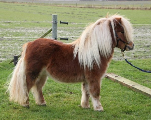 horse Seedeichs Alex (Shetland pony (under 87 cm), 2010, from ML's Apache)