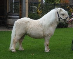 horse Devil van Stal de Lagevoort (Shetland pony (under 87 cm), 2010, from Shandy van Bromishet)