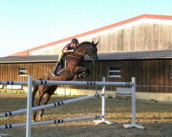 horse Wintertraum 10 (Hessian Warmblood, 1995, from Winter)