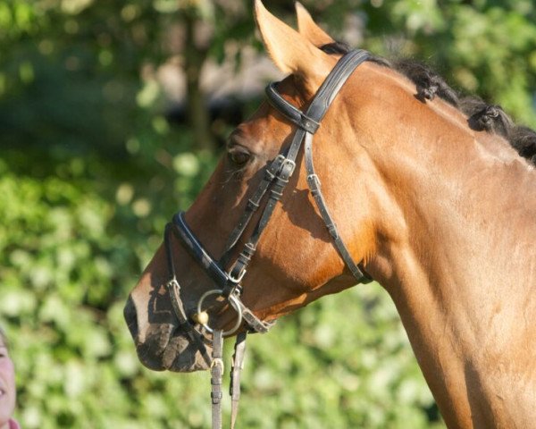 broodmare Fabienne 410 (Württemberger, 1998, from Landioso)