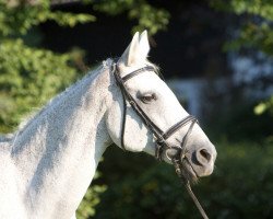 broodmare Soraya D (Holsteiner, 1992, from Silbersee)