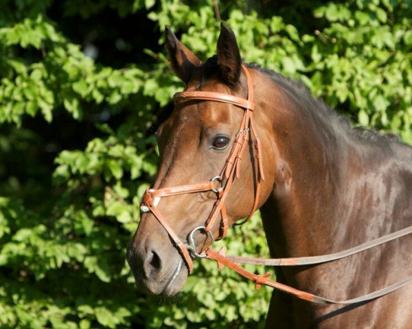 broodmare Noble Summer (Württemberger, 2001, from Noble Roi xx)