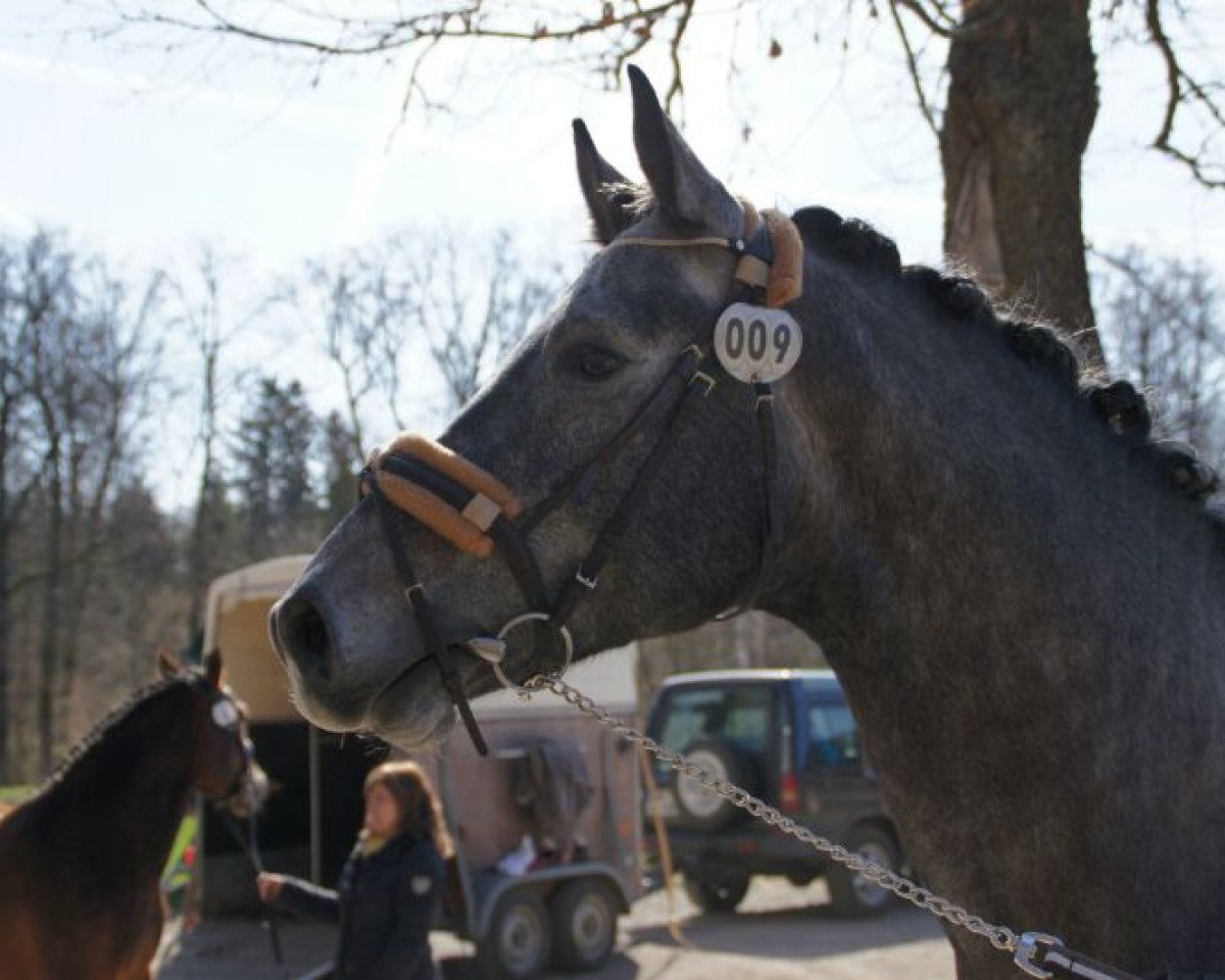 jumper Birkenhof's Carlos D (Württemberger, 2009, from Chucas)