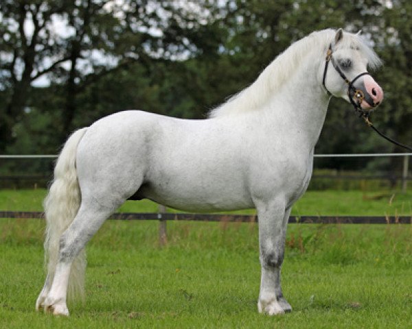 Pferd Peacockstud Seven (Welsh Mountain Pony (Sek.A), 2009, von Criccieth Hywel)