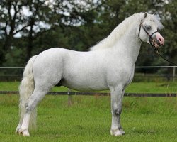 horse Peacockstud Seven (Welsh mountain pony (SEK.A), 2009, from Criccieth Hywel)