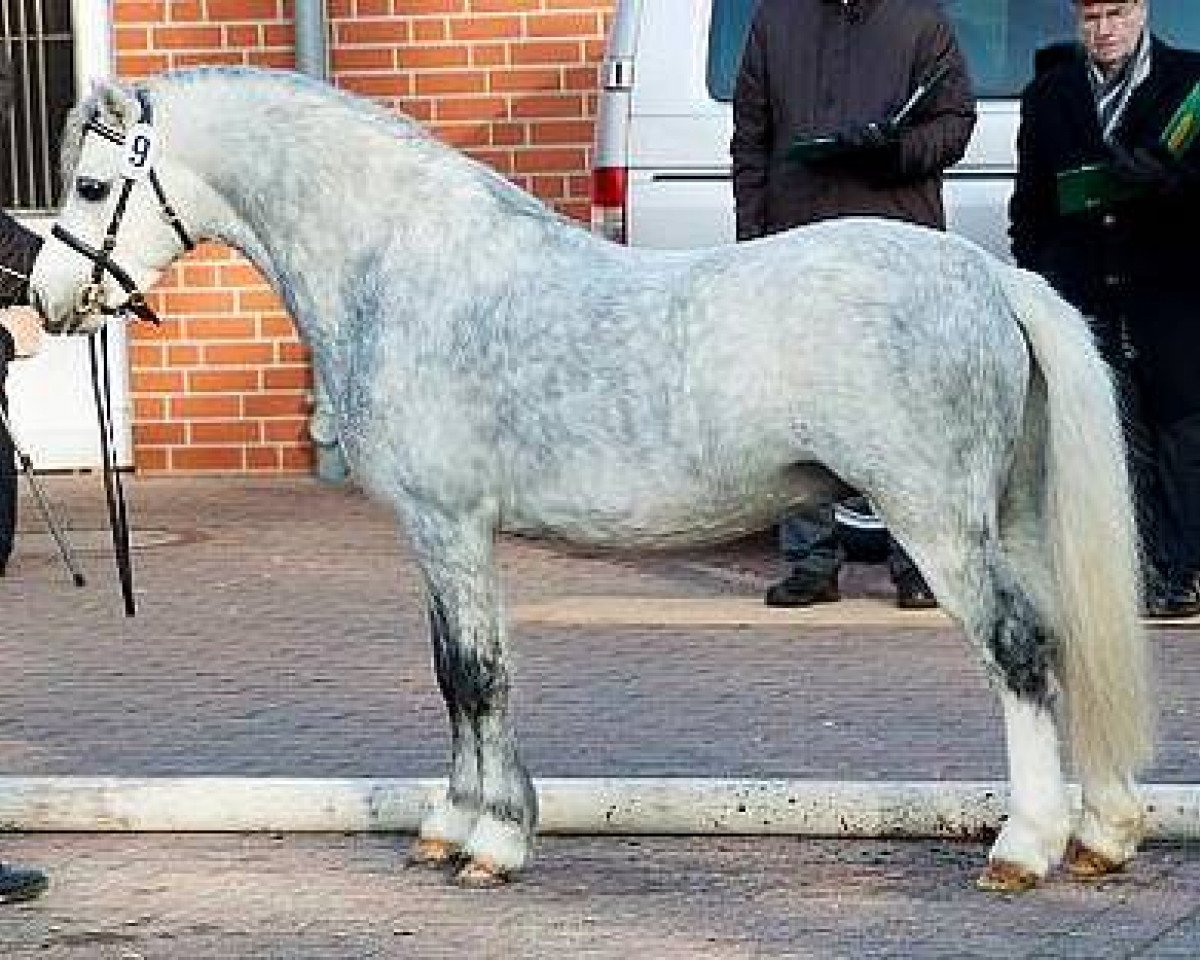 stallion Daja`s Highlight (Welsh mountain pony (SEK.A), 2009, from Maesgwyn Hot Item)