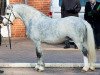 stallion Daja`s Highlight (Welsh mountain pony (SEK.A), 2009, from Maesgwyn Hot Item)