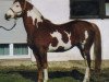 Deckhengst Forest Fantasy (Paint Horse, 1986, von Majestic Forest)