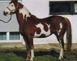 stallion Forest Fantasy (Paint Horse, 1986, from Majestic Forest)