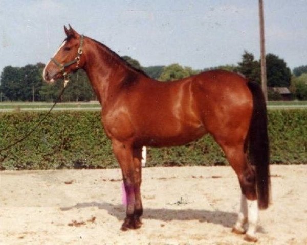 broodmare Latina M (Rhinelander, 1993, from Lancer II)