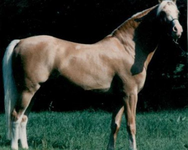 stallion Sir Charles (German Riding Pony, 1982, from Sarnau Golden Glint)