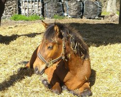 Pferd Equila MH (Pinto/Kleines Reitpferd, 2021, von Habanero CXXV)