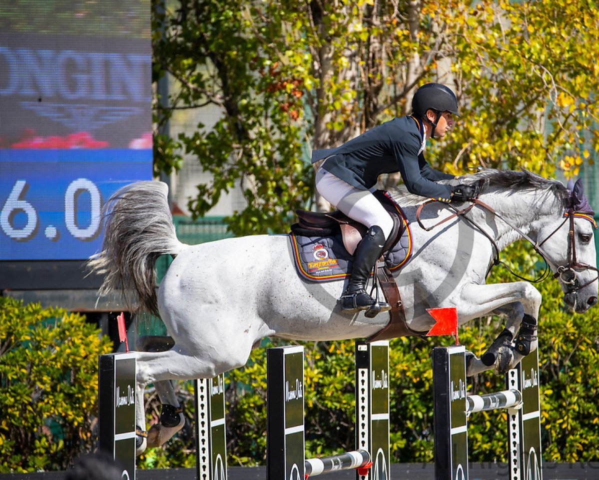 stallion Ucello Massuere (Selle Français, 2008, from Cassini II)