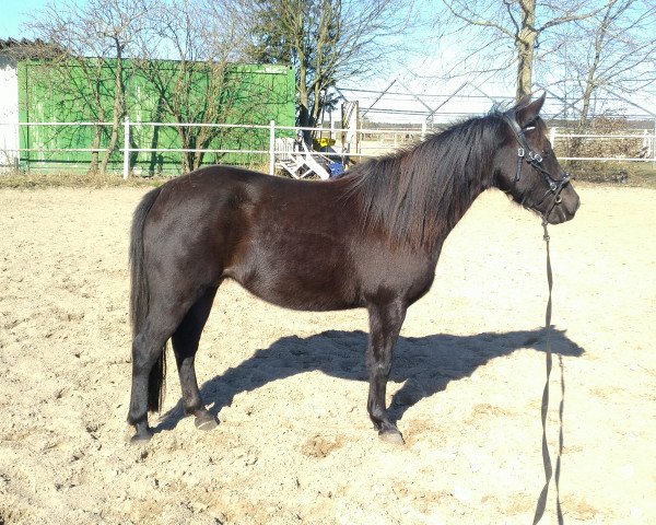 broodmare Ode (Lewitzer, 2017, from Onyx)