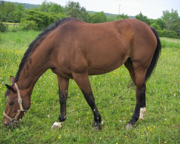 broodmare Landana 2 (Hanoverian, 1990, from Landsdown)