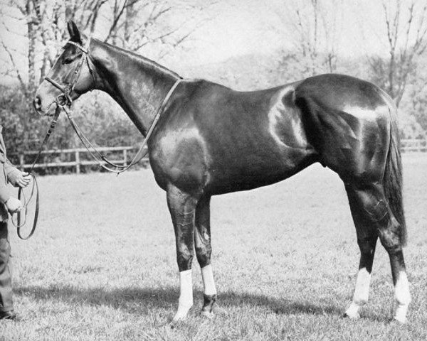 stallion Pall Mall xx (Thoroughbred, 1955, from Palestine xx)