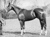 stallion Pall Mall xx (Thoroughbred, 1955, from Palestine xx)