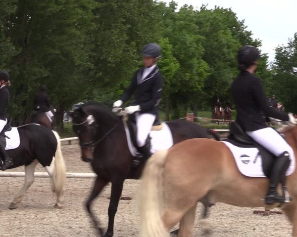 Reitturnier Hamm-Rhynern 2022