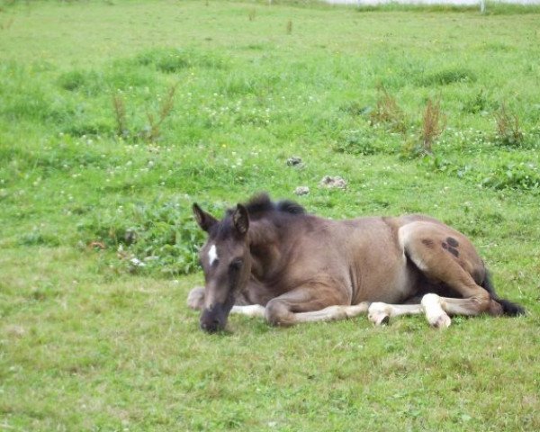 broodmare Venetia 24 (Bavarian, 2006, from Montepiano I)