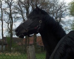 Springpferd Evening Sky (Deutsches Reitpony, 2005, von Namajan)