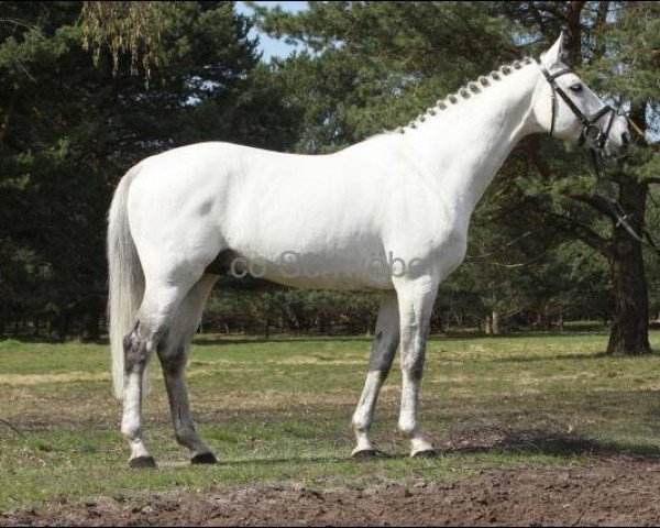 stallion Bonaparte N AA (Anglo-Arabs, 1996, from Benedict N AA)
