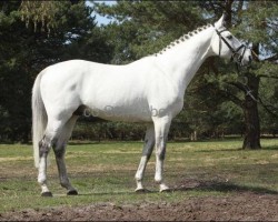 stallion Bonaparte N AA (Anglo-Arabs, 1996, from Benedict N AA)