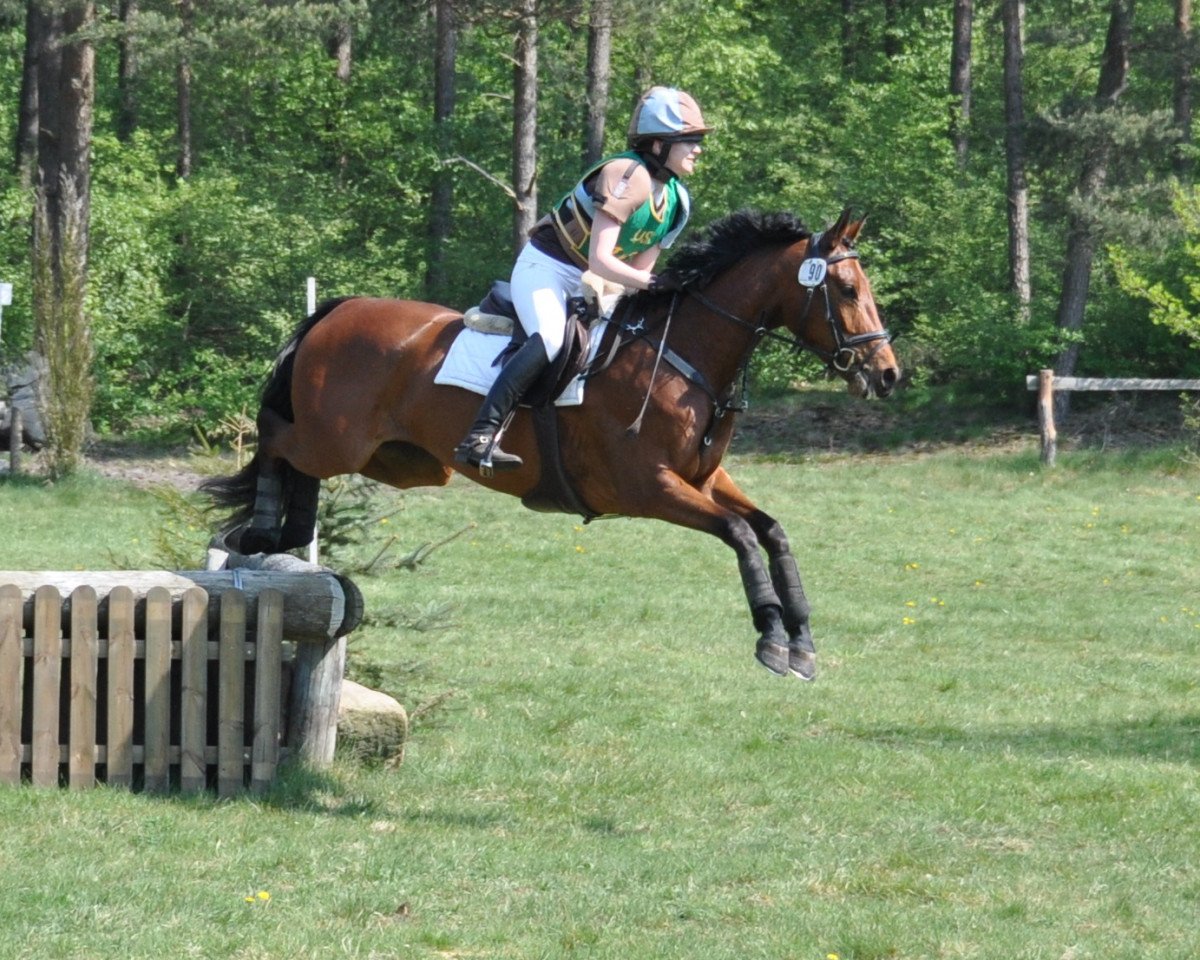 Springpferd Eowin 3 (Bayer, 2006, von Ostermond xx)