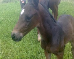 jumper Quincy Jons (German Sport Horse, 2011, from Quality Touch)