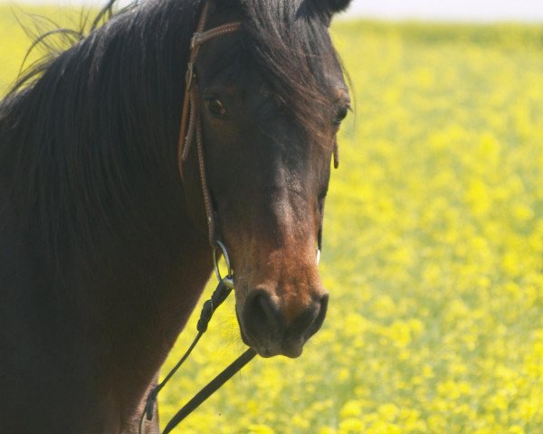 Pferd Anuschka (Deutsches Reitpferd, 1993, von El-Asaran ox)