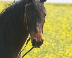 horse Anuschka (German Warmblood, 1993, from El-Asaran ox)