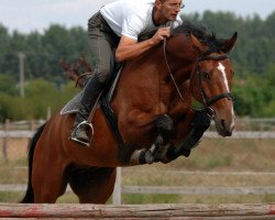 Pferd Jake The Bull (Oldenburger, 2005, von Gypsi de la Place AA)