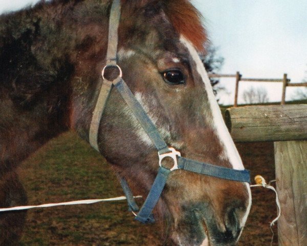 Pferd Piccola (Württemberger, 1975, von Perserfuerst II)