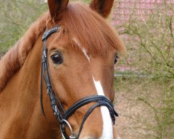 broodmare Florentine 79 (Westphalian, 2002, from Florestan I)