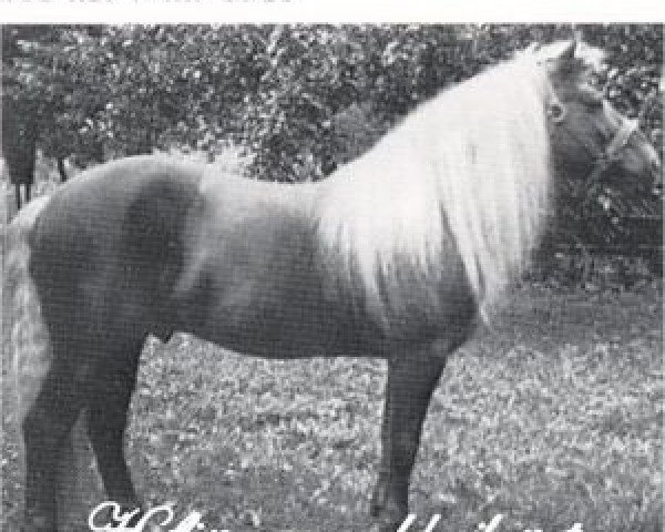 stallion 401 liz. Willi (Haflinger, 1921, from Sarn)