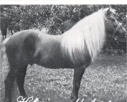 Deckhengst 401 liz. Willi (Haflinger, 1921, von Sarn)