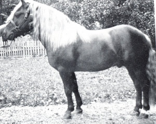 stallion 1074 Student (Haflinger, 1927, from 356/72 Hirn Mandl I)