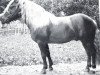 stallion 1074 Student (Haflinger, 1927, from 356/72 Hirn Mandl I)
