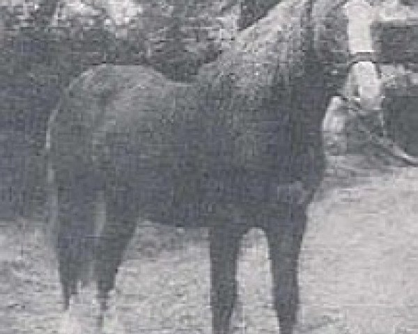 Deckhengst Nibbio (Haflinger, 1920, von 332 Georg Mandl I)