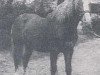 stallion Nibbio (Haflinger, 1920, from 332 Georg Mandl I)