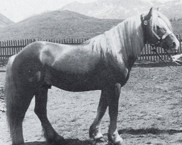 stallion 997 Naz (Haflinger, 1941, from Bacco)