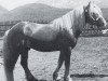 stallion 997 Naz (Haflinger, 1941, from Bacco)