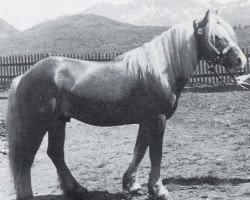 Deckhengst 997 Naz (Haflinger, 1941, von Bacco)