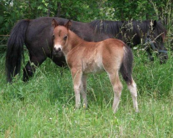 horse Jade (Shetland Pony, 2012, from Kapitol)