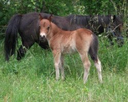 Pferd Jade (Shetland Pony, 2012, von Kapitol)