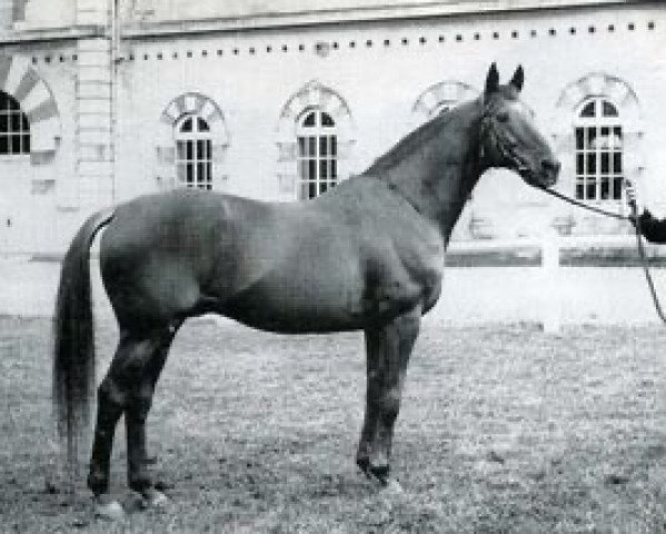 stallion Pas de Quatre xx (Thoroughbred, 1951, from Sky High xx)
