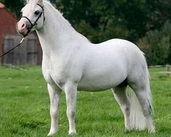 stallion Leybucht's Go (Welsh mountain pony (SEK.A), 2000, from Bolster Goya)