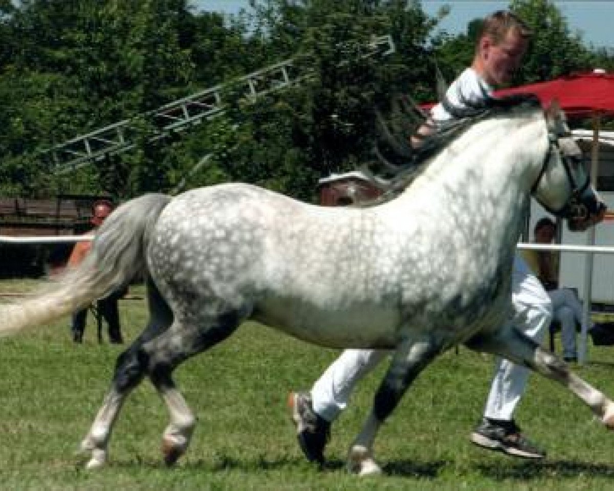 stallion Leybucht's Galant (Welsh mountain pony (SEK.A), 1997, from Bolster Goya)