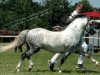 Deckhengst Leybucht's Galant (Welsh Mountain Pony (Sek.A), 1997, von Bolster Goya)