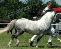 Deckhengst Leybucht's Galant (Welsh Mountain Pony (Sek.A), 1997, von Bolster Goya)